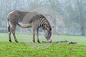 Grevy`s Zebra