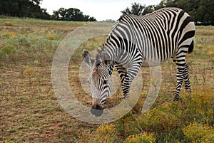 Grevy's Zebra