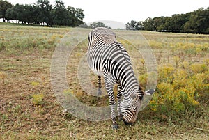 Grevy's Zebra