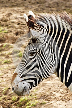 Grevy`s Zebra