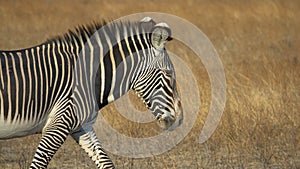 Head shot wildlife animal portrait of a single zebra, Copy Space
