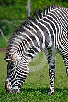 Grevy`s Zebra at Chester Zoo UK