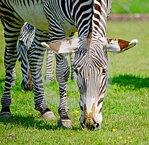 Grevy`s Zebra at Chester Zoo UK