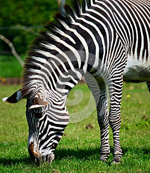 Grevy`s Zebra at Chester Zoo UK