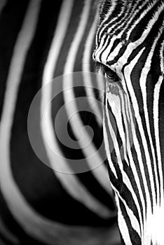 Grevy's zebra close up.
