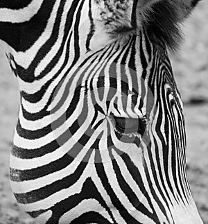 The Grevy`s zebra Equus grevyi