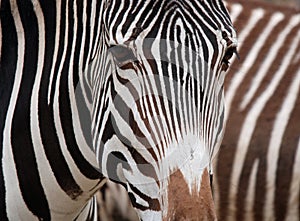 The Grevy`s zebra Equus grevyi