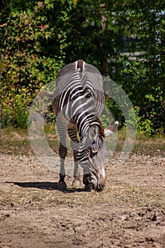 A Grevy`s Zebra - Equus grevyi