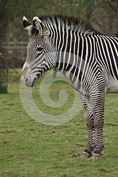 Grevy's Zebra - Equus grevyi