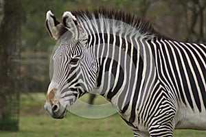 Grevy's Zebra - Equus grevyi