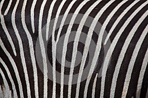 Grevy's zebra (Equus grevyi).