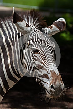 Grevy's zebra (Equus grevyi).