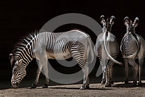 Grevy's zebra (Equus grevyi).