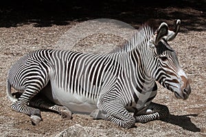 Grevy's zebra (Equus grevyi).