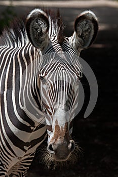 Grevy's zebra (Equus grevyi).