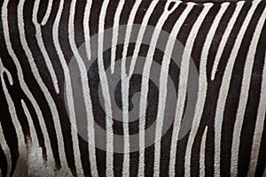 Grevy's zebra (Equus grevyi).