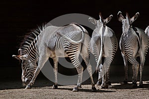 Grevy's zebra (Equus grevyi).