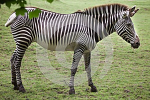 Grevy`s zebra Equus grevyi