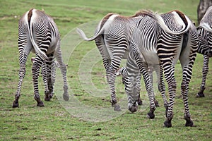 Grevy`s zebra Equus grevyi