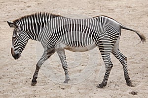 Grevy`s zebra Equus grevyi