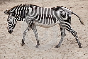 Grevy`s zebra Equus grevyi