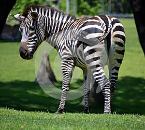 The Grevy`s zebra Equus grevyi, also known as the imperial zebra,