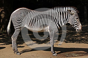 Grevy's zebra (Equus grevyi), also known as the imperial zebra.