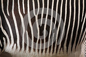 Grevy's zebra (Equus grevyi), also known as the imperial zebra.