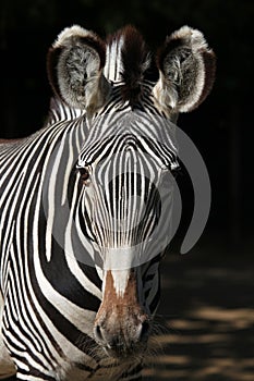 Grevy's zebra (Equus grevyi), also known as the imperial zebra.