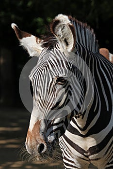 Grevy's zebra (Equus grevyi), also known as the imperial zebra.