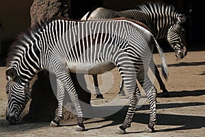 Grevy's zebra (Equus grevyi), also known as the imperial zebra.