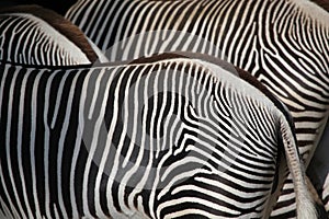 Grevy's zebra (Equus grevyi), also known as the imperial zebra.