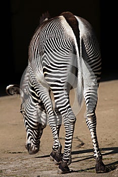 Grevy's zebra (Equus grevyi), also known as the imperial zebra.