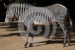 Grevy's zebra (Equus grevyi), also known as the imperial zebra.