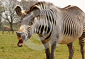 Grevy's Zebra, equus grevyi , comic photo
