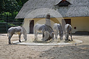 Grevy`s zebra Equus grevyi in the Frankfurt zoo