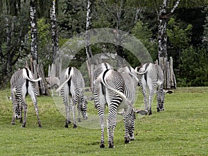 The Grevy`s Zebra, Equus Grevyi, always graze in herds. The tails of the insect