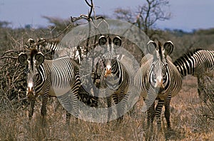 Grevy`s Zebra, equus grevyi, Herd at Samburu park in Kenya