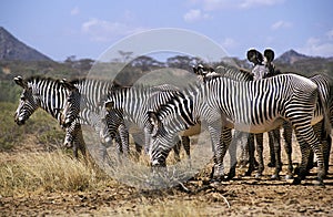 Grevy`s Zebra, equus grevyi, Herd at Samburu Park, Kenya