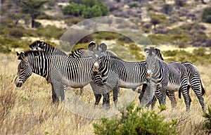 Grevy`s Zebra, equus grevyi, Samburu Park in Kenya