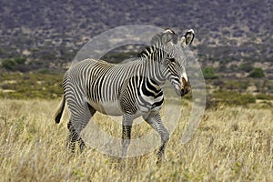 Grevy`s Zebra, equus grevyi, Samburu Park in Kenya