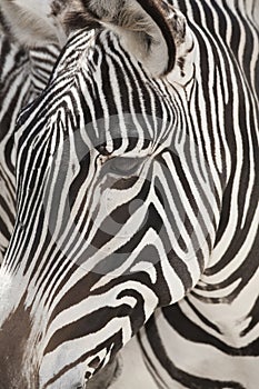 Grevy's Zebra Face Close Up