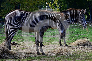 Grevy`s Zebra Grazing