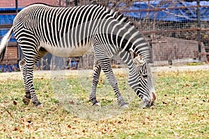 Grevy`s Zebra is grazing on the grass i