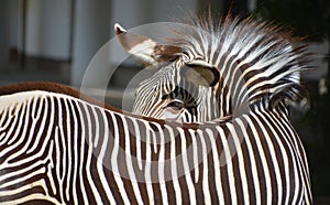 The Grevy`s zebra or imperial zebra