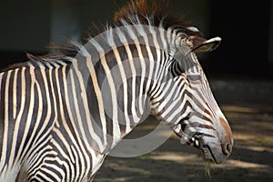 The Grevy`s zebra or imperial zebra