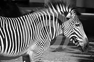The Grevy`s zebra or imperial zebra