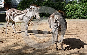 The Grevy`s zebra or imperial zebra