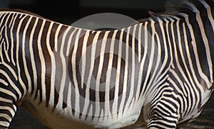 The Grevy`s zebra or imperial zebra skin