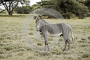 Grevy`s zebra, Samburu, Kenya